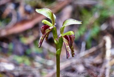 Townsonia viridis, photographed by Brendan Costello