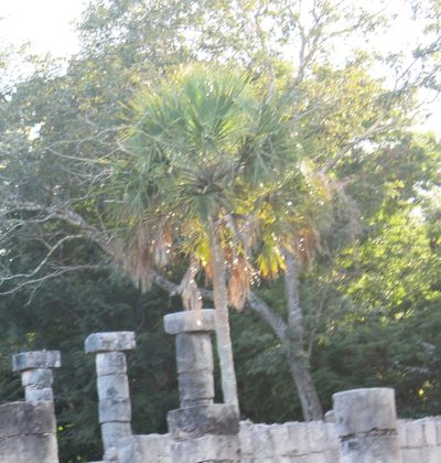 Sabal yapa, photographed by Ashwin Srinivasan