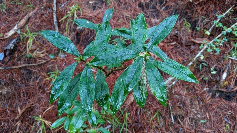Daphne arisanensis, photographed by Cheng-Te Hsu
