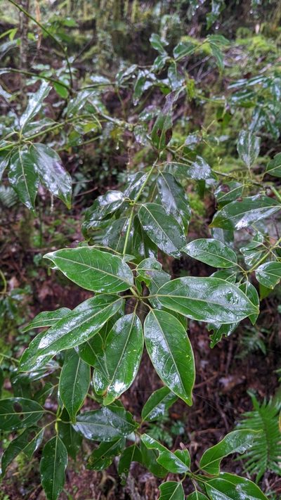 Neolitsea acuminatissima, photographed by Cheng-Te Hsu