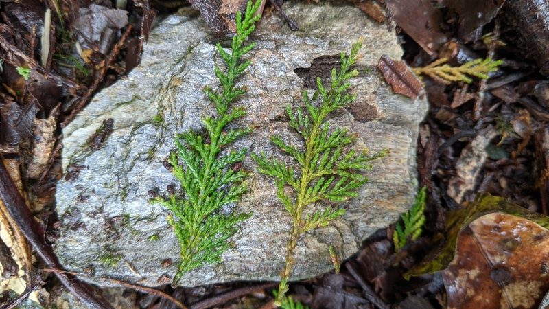 Chamaecyparis formosensis, photographed by Cheng-Te Hsu