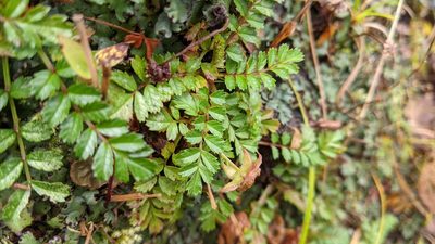Rubus taiwanicola, photographed by Cheng-Te Hsu