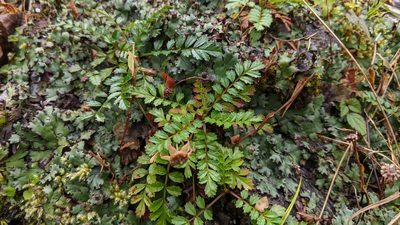 Rubus taiwanicola, photographed by Cheng-Te Hsu
