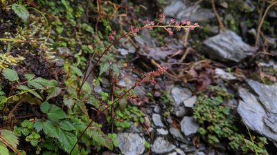 Astilbe longicarpa, photographed by Cheng-Te Hsu