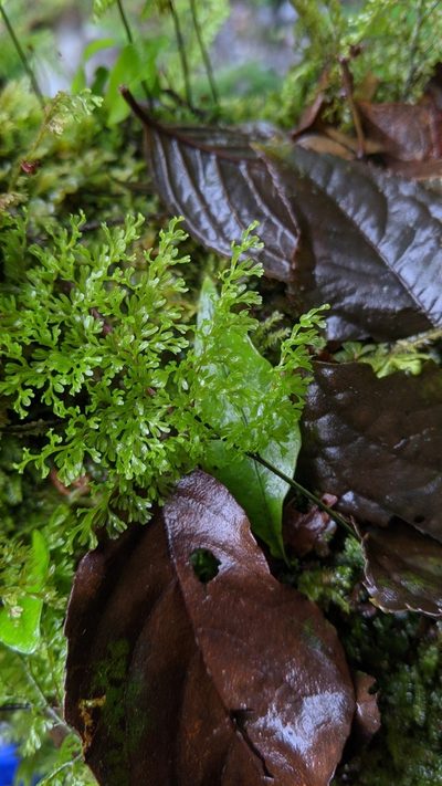 Hymenophyllum fujisanense, photographed by Cheng-Te Hsu