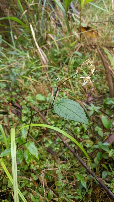 Aster formosanus, photographed by Cheng-Te Hsu