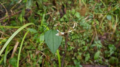 Aster formosanus, photographed by Cheng-Te Hsu