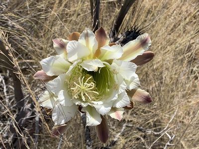 Cereus aethiops, photographed by Leonel Roget