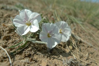 Convolvulus ammannii, photographed by Aleksei Baushev