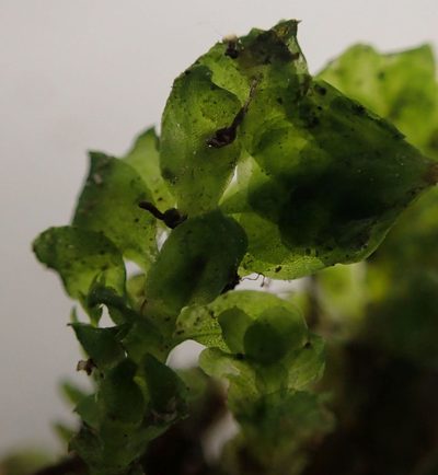 Achrophyllum quadrifarium, photographed by John Steel