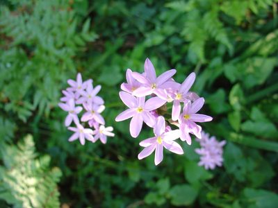 Tulbaghia maritima, photographed by Jean-Paul Boerekamps