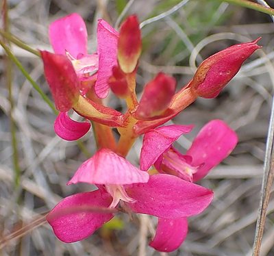 Disa filicornis, photographed by Di Turner