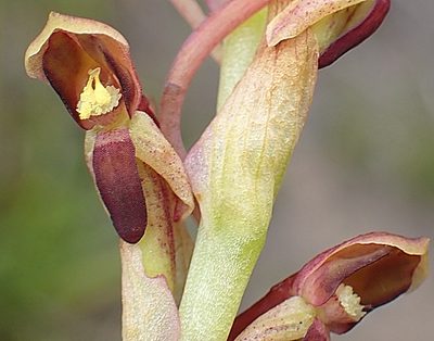 Disa reticulata, photographed by Di Turner