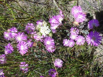 Lampranthus swartbergensis, photographed by Jean-Paul Boerekamps