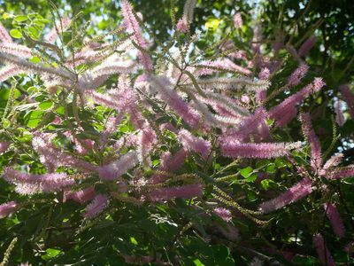 Mimosa spirocarpa, photographed by Francisco Farriols Sarabia