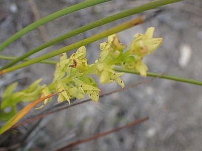 Disa cylindrica, photographed by Di Turner