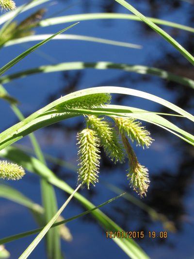Carex excelsa, photographed by Santiago Martín-Bravo