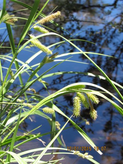 Carex excelsa, photographed by Santiago Martín-Bravo