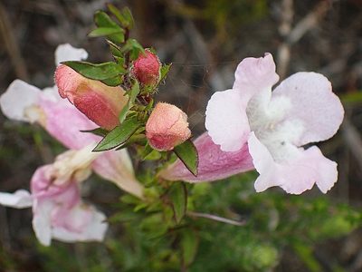 Graderia scabra, photographed by Di Turner