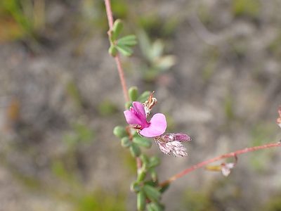 Indigofera outeniquensis, photographed by Di Turner