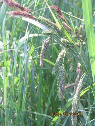Carex darwinii, photographed by Santiago Martín-Bravo