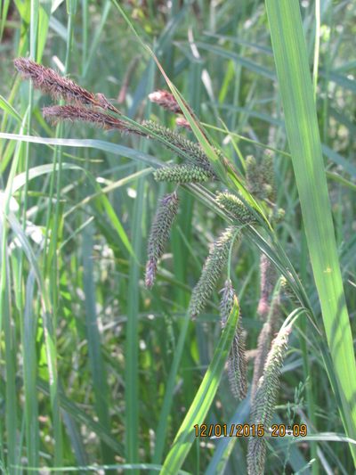 Carex darwinii, photographed by Santiago Martín-Bravo
