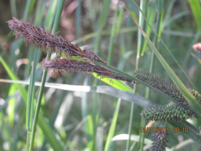 Carex darwinii, photographed by Santiago Martín-Bravo