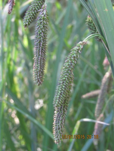 Carex darwinii, photographed by Santiago Martín-Bravo