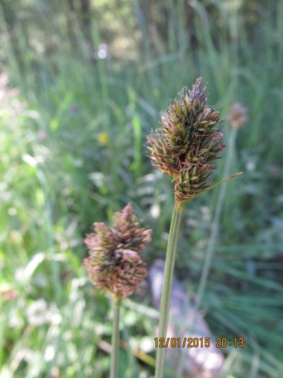 Carex macloviana, photographed by Santiago Martín-Bravo