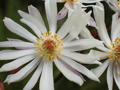 Knowltonia filia, photographed by Di Turner