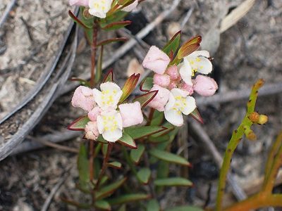 Lachnaea burchellii, photographed by Di Turner