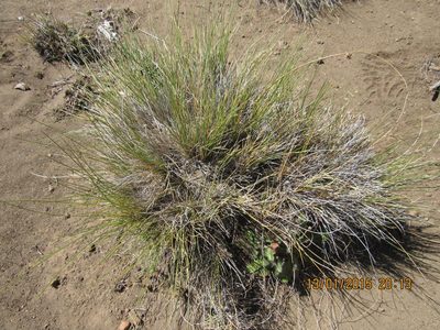 Carex andina, photographed by Santiago Martín-Bravo
