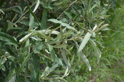 Tarchonanthus camphoratus, photographed by Hildegard Klein