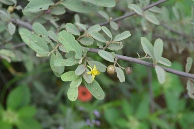 Grewia flava, photographed by Hildegard Klein