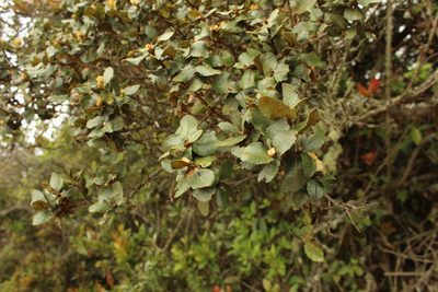 Hesperomeles goudotiana, photographed by Andrés Ramírez-Barrera