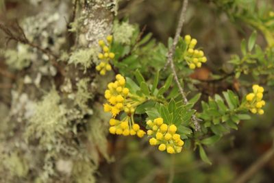 Pentacalia corymbosa, photographed by Andrés Ramírez-Barrera