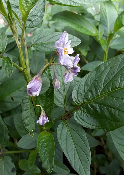 Solanum muricatum, photographed by Peter de Lange