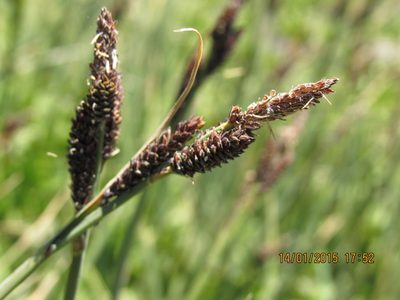 Carex antucensis, photographed by Santiago Martín-Bravo