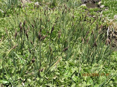 Carex antucensis, photographed by Santiago Martín-Bravo