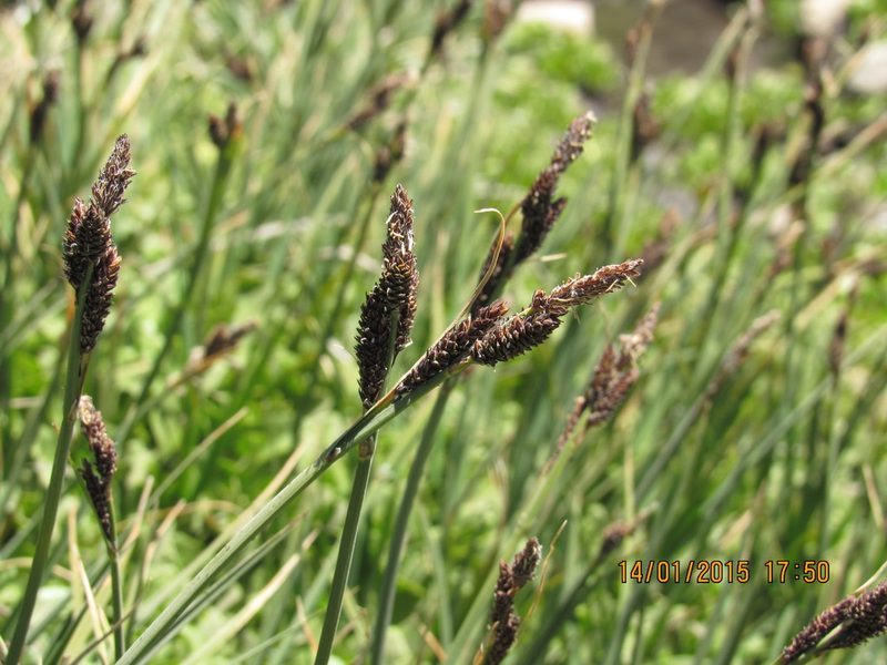 Carex antucensis, photographed by Santiago Martín-Bravo