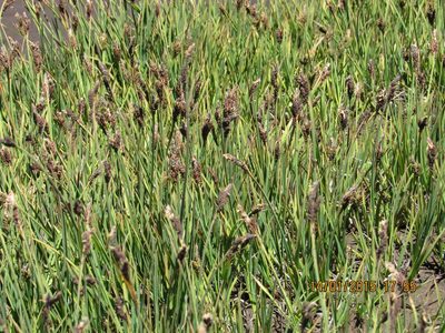 Carex antucensis, photographed by Santiago Martín-Bravo
