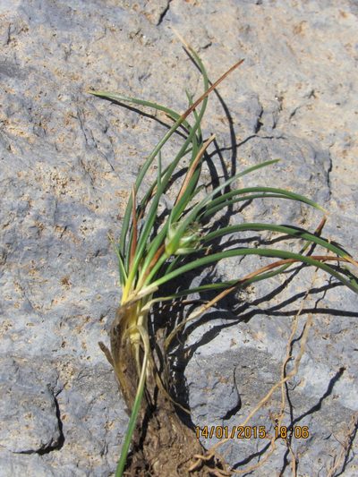 Carex argentina, photographed by Santiago Martín-Bravo
