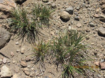 Carex argentina, photographed by Santiago Martín-Bravo