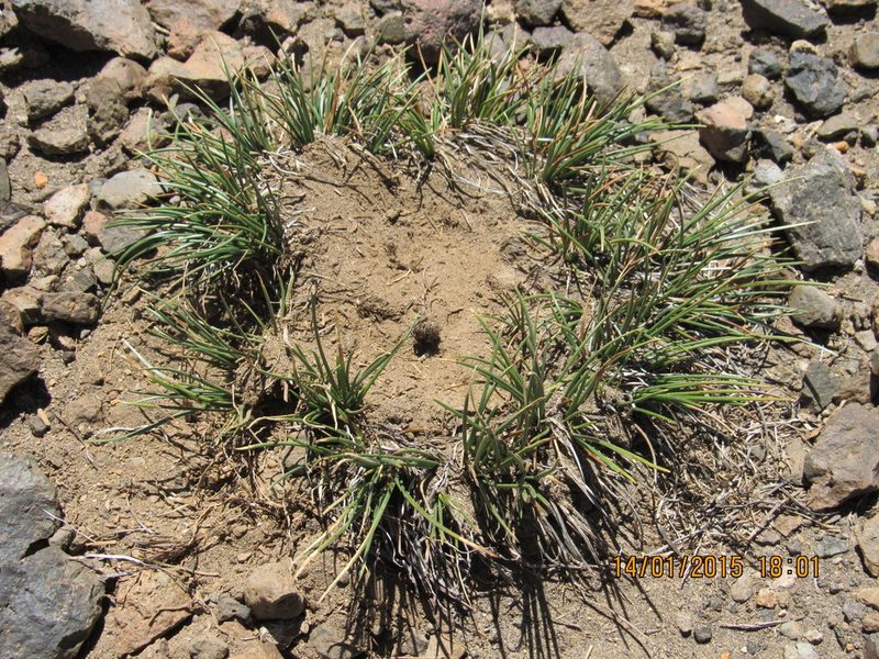 Carex argentina, photographed by Santiago Martín-Bravo