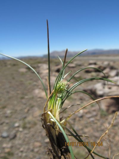 Carex argentina, photographed by Santiago Martín-Bravo
