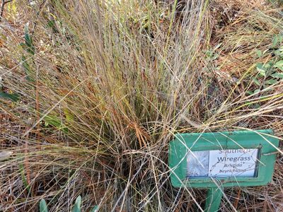 Aristida beyrichiana, photographed by Tom Field