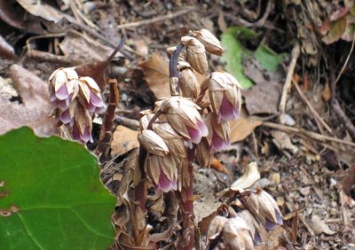 Monotropsis odorata, photographed by jenniferf4