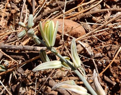 Albuca glauca, photographed by Henry de Lange