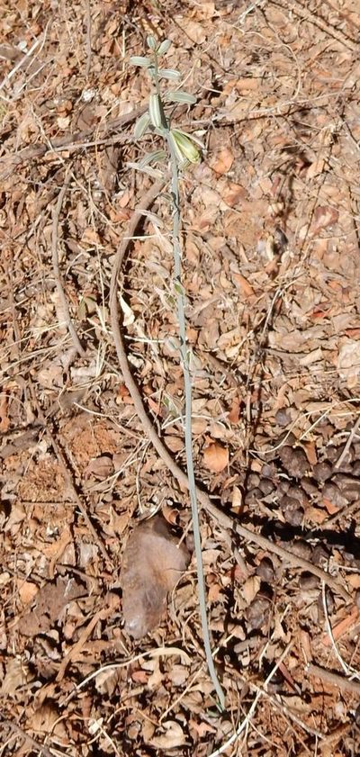 Albuca glauca, photographed by Henry de Lange