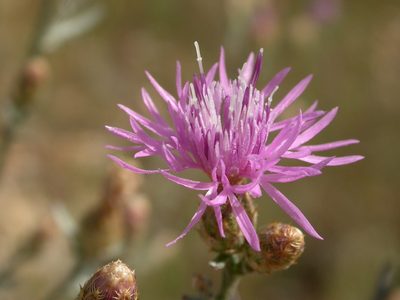 Centaurea paniculata, photographed by Yves Bas